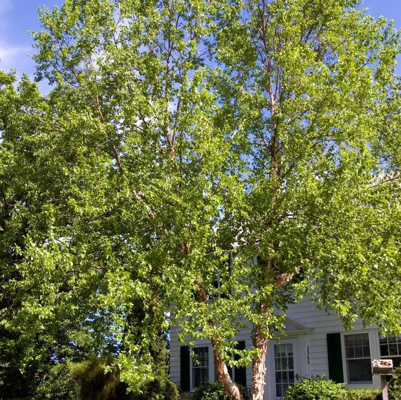 15G BETULA NIGRA 'HERITAGE' Heritage Clump River Birch