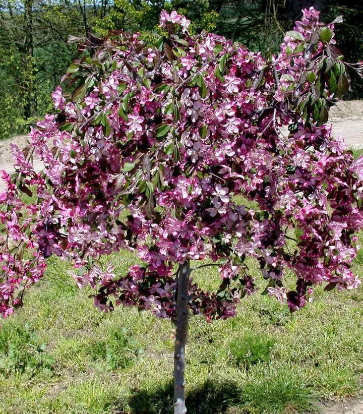 15G Malus First Edition 'Ruby Tears' - Weeping Crabapple Tree - 1005366