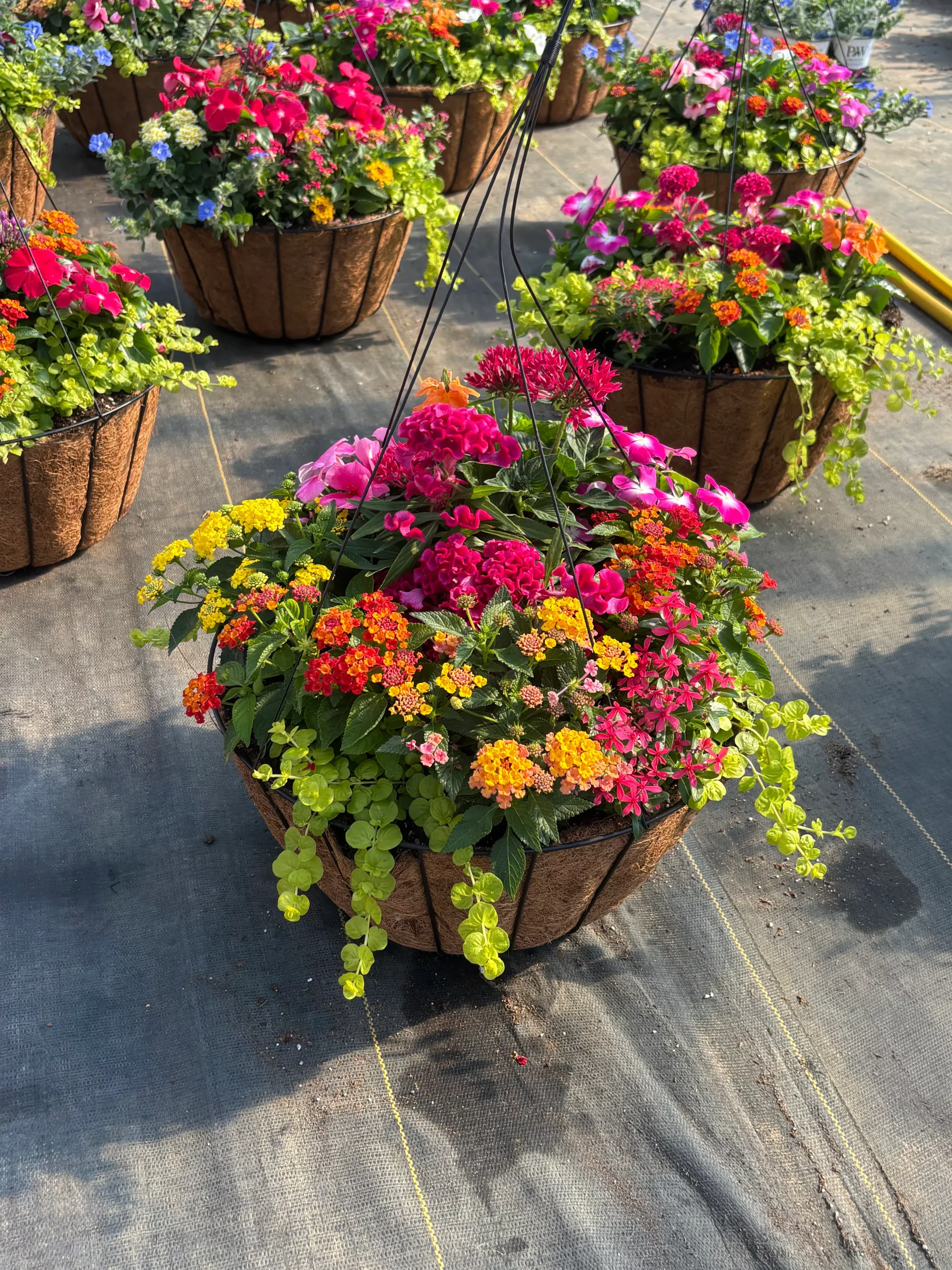 16" Coco Summer Combo Hanging Basket