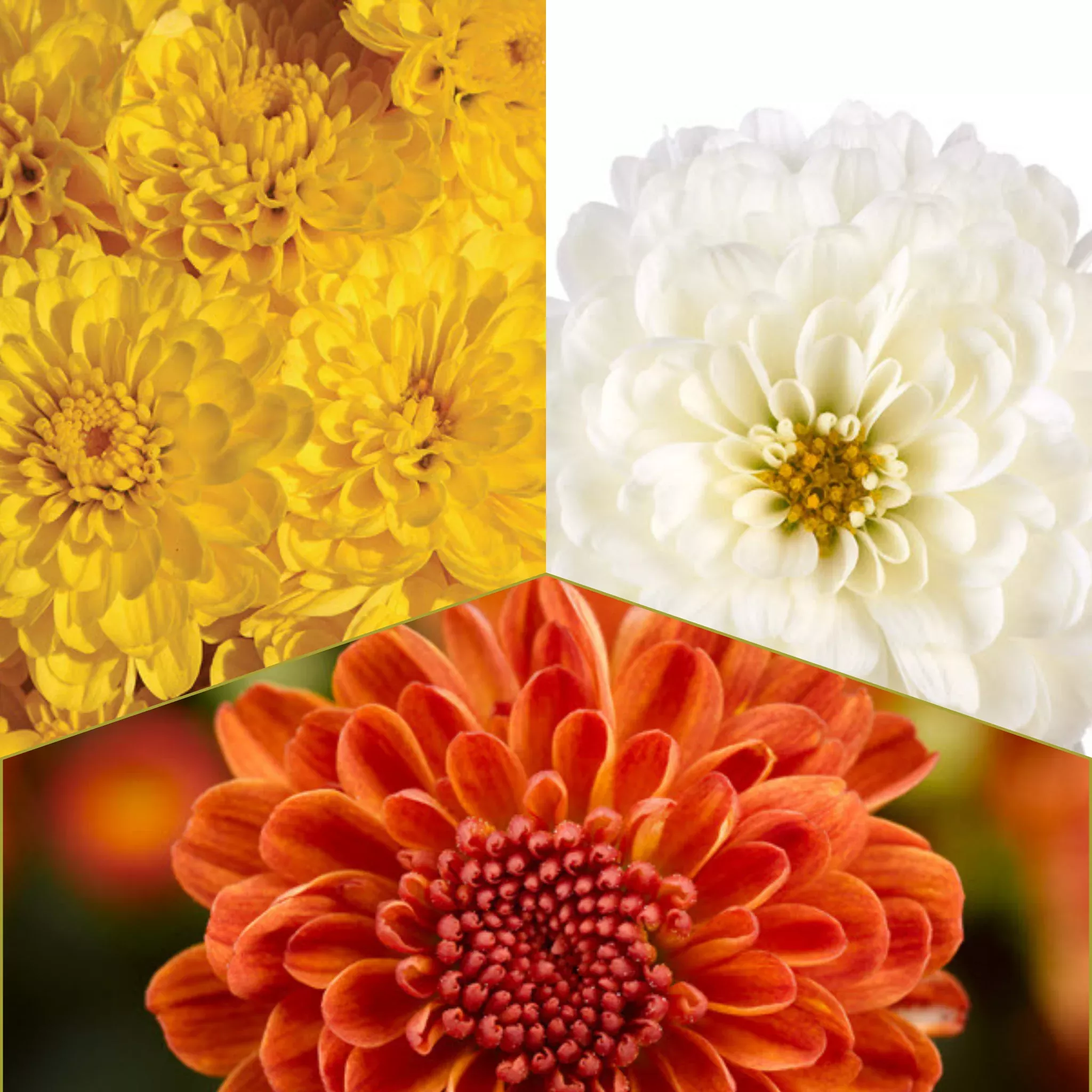 16" Garden Mum Oval Planter - Fall Annuals