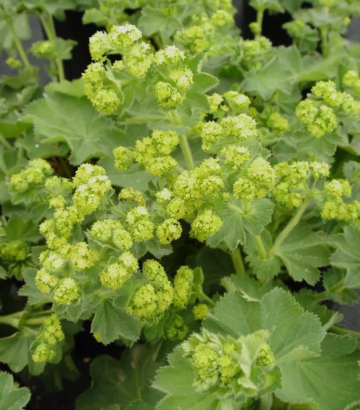 1G ALCHEMILLA MOLLIS 'Ladys Mantle'1000370