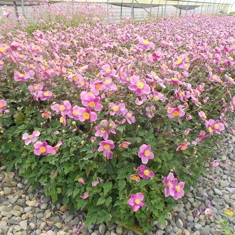 1G Anemone 'Lucky Charm' - Windflower - 1011684