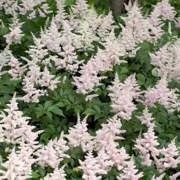 1G Astilbe 'Peach Blossom'- False Spiraea - 1000439