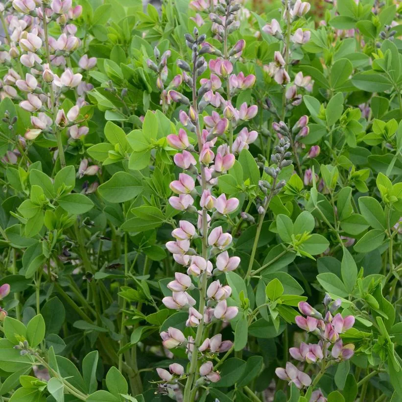 1G Baptisia hybrid Decadence 'Pink Truffles' Pink Truffles False Indigo 1008771