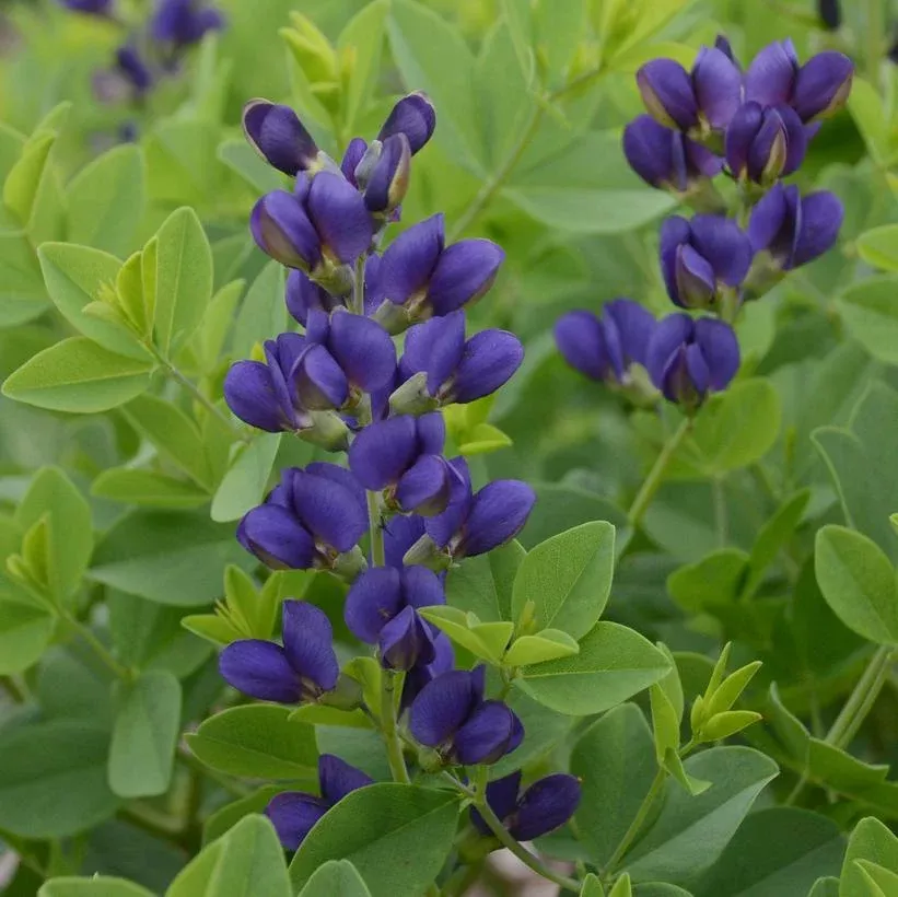 1G Baptisia hybrid Decadence 'Sparkling Sapphires' Sparkling Sapphires False Indigo: Patent PPAF 1008772