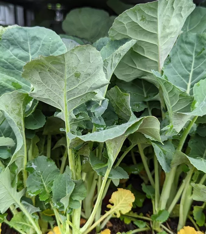 1G Broccolini 'Aspabroc' - 1007719