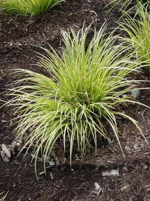 1G Carex morrowii 'Evergold' Evergold Variegated Japanese Sedge 1000360