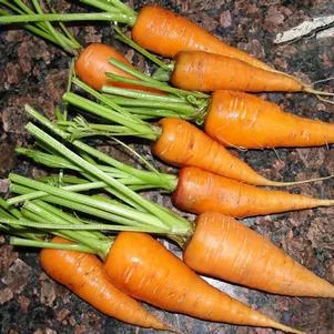1G Carrot 'Sweet Treat' - 1005514