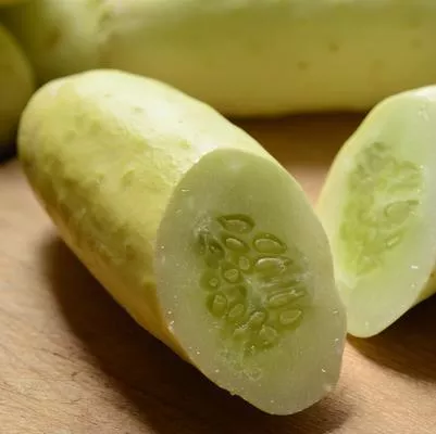 1G Cucumber 'Martini' - 1013904