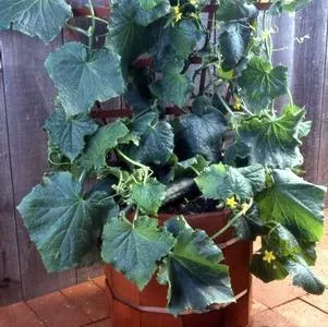 1G Cucumber 'Salad Bush' - 1004966