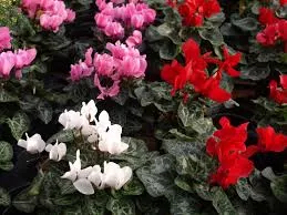 1g cyclamen