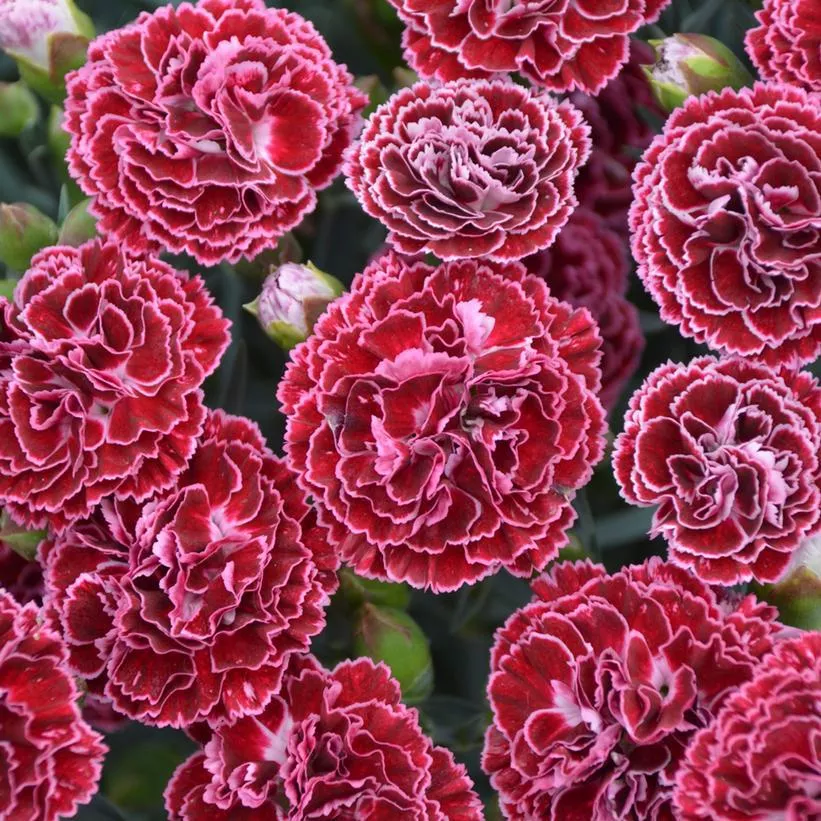1G Dianthus hybrid Fruit Punch 'Cherry Vanilla' Cherry Vanilla Pinks: Patent PP29,684 1009790