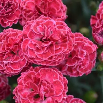 1G Dianthus Hybrid Fruit Punch 'Raspberry Ruffles' Pinks - 1009792