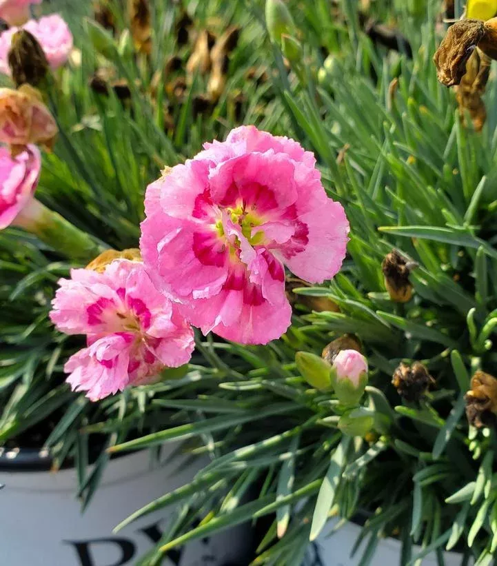 1G Dianthus hybrid Fruit Punch 'Sweetie Pie' Sweetie Pie Pinks: Patent PPAF 1008108