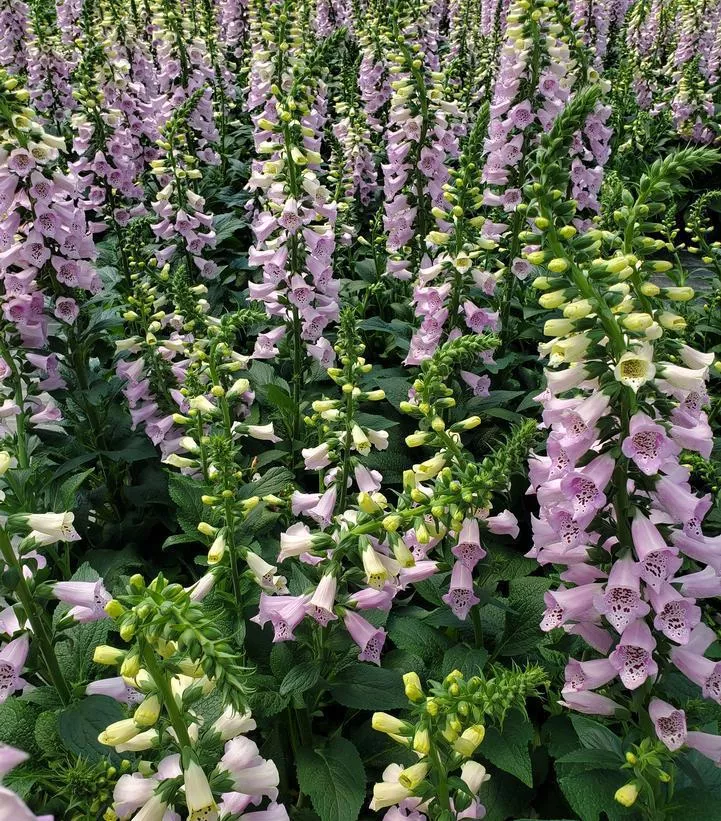 1G Digitalis Purpurea 'Camelot Lavender' - Foxglove - 1004244