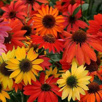 1G Echinacea 'Cheyenne Spirit' Cheyenne Spirit Coneflower 1005952