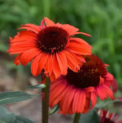1G Echinacea Eye-Catcher 'Tanager' - Coneflower - 1013392