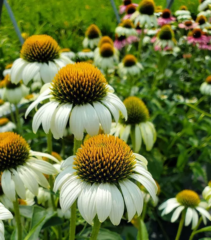 1G Echinacea 'Happy Star' Happy Star Coneflower 1006129