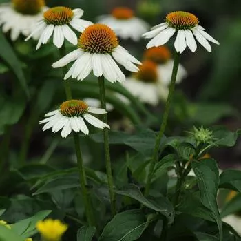 1G Echinacea 'Pow Wow White' - Coneflower - 1005310