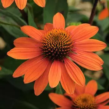 1G Echinacea Sombrero 'Adobe Orange' - Coneflower - 1010474