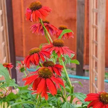 1G Echinacea Sombrero 'Salsa Red' ('Balsomsed') Salsa Red Coneflower: Patent PP23,105 1010473