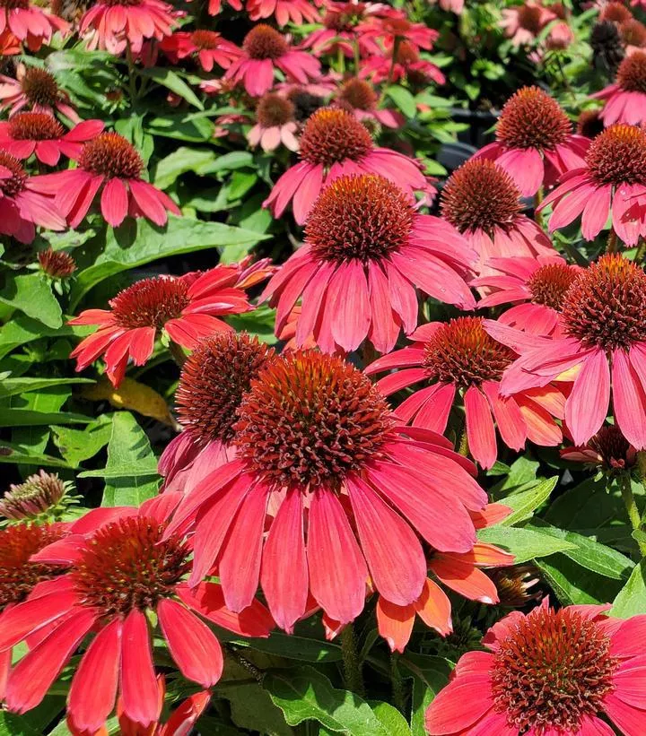 1G Echinacea Sunmagic 'Vintage Ruby' - Coneflower - 1015408