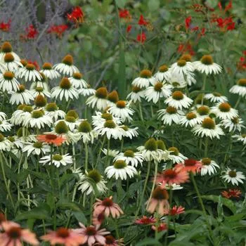 1G Echinacea White Swan White Swan Coneflower