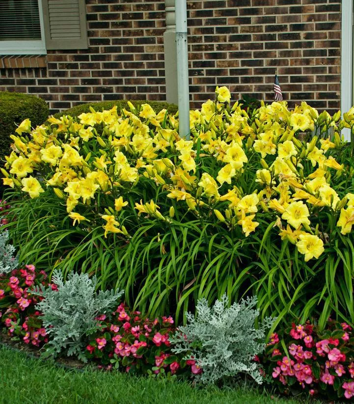 1G Hemerocallis Rainbow Rhythm 'Going Bananas' - Daylily - 1005356