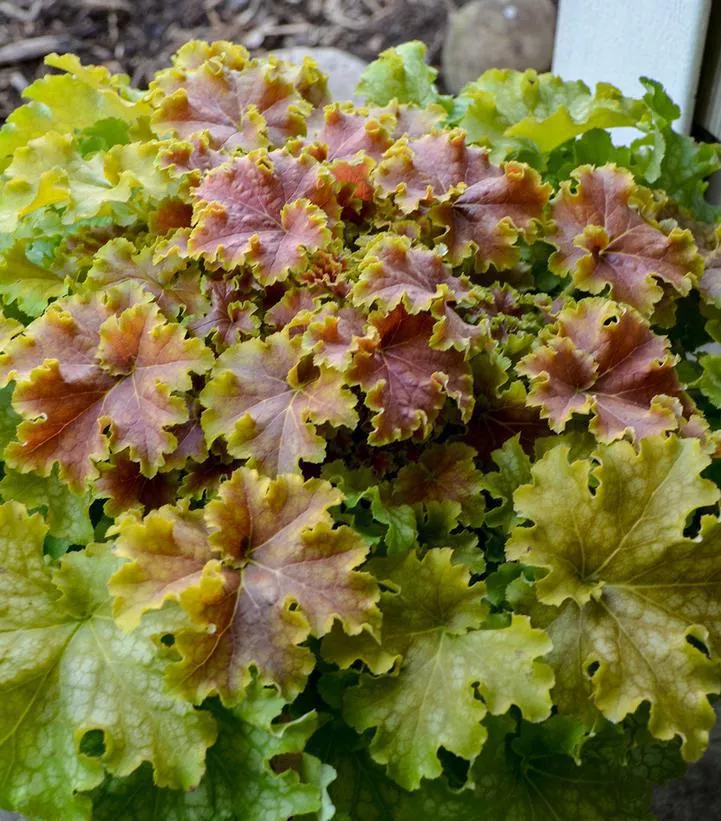 1G Heuchera hybrid Dolce 'Apple Twist' Apple Twist Coral Bells: Patent PPAF 1010955