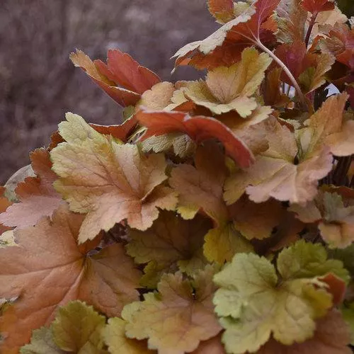 1G Heuchera hybrid Dolce 'Toffee Tart' Toffee Tart Coralbells: Patent PPAF 1013691