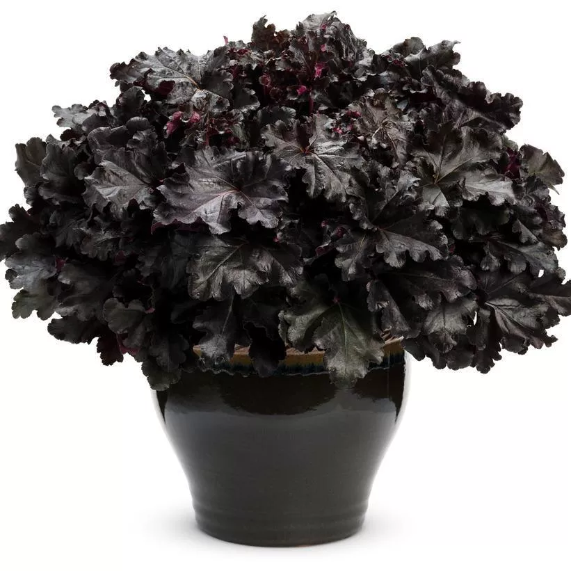 1G Heuchera hybrid Primo 'Black Pearl' Primo Black Pearl Coral Bells: Patent PPAF 1008864