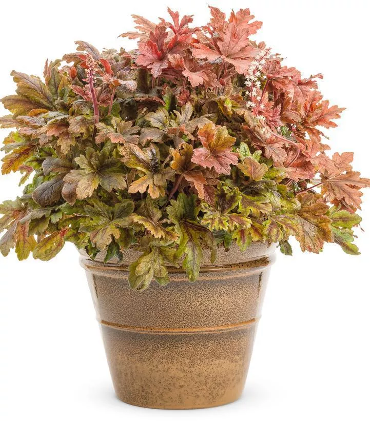 1G Heucherella hybrid Fun and Games 'Hopscotch' Hopscotch Foamy Bells: Patent PPAF 1008856 PC