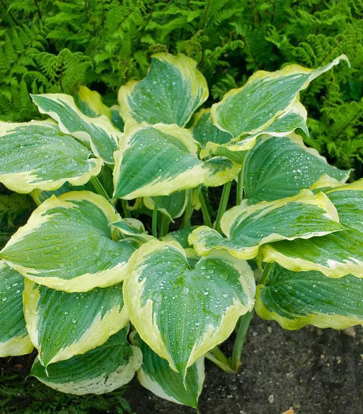 1G Hosta hybrid Shadowland 'Seducer' shadowland Seducer Hosta: Patent PP22,413 1007371