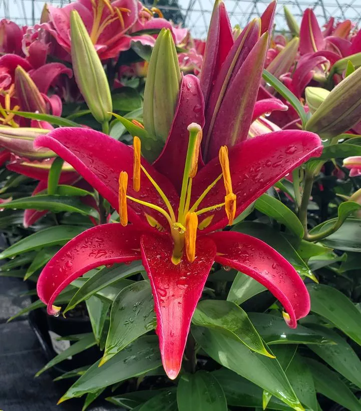 1G Lilium orientalis 'Sunny Keys' Dwarf Oriental Lily 1010894
