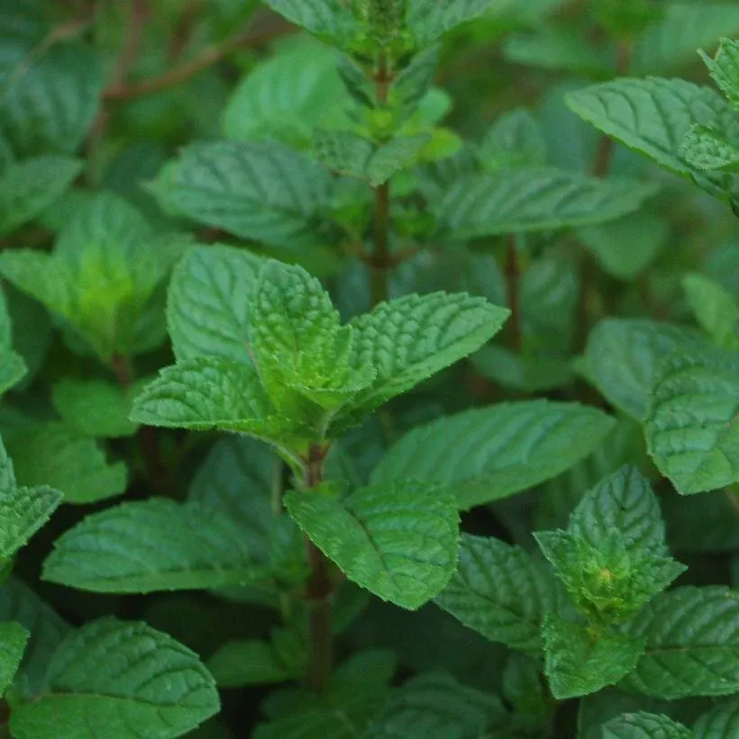 1G Mentha 'Berries & Cream' - Peppermint - 1005632