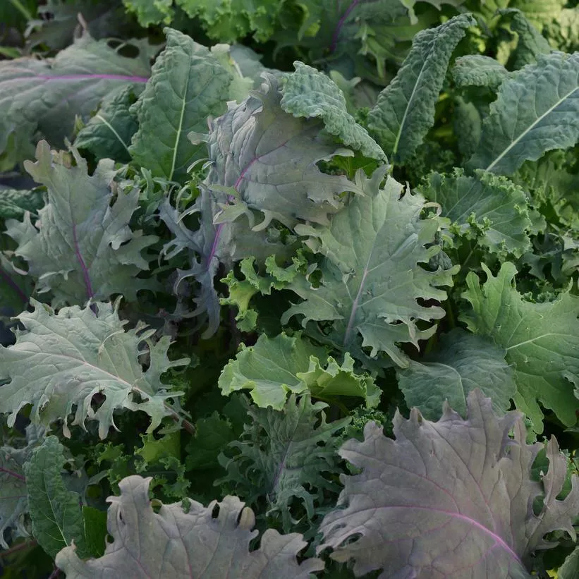 1G Mixed Greens SimplySalad 'Kale Storm' Kale Storm Mixed Kale 1010091