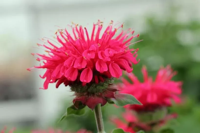 1G Monarda Bee-You 'Bee Happy' - Beebalm - 1015348
