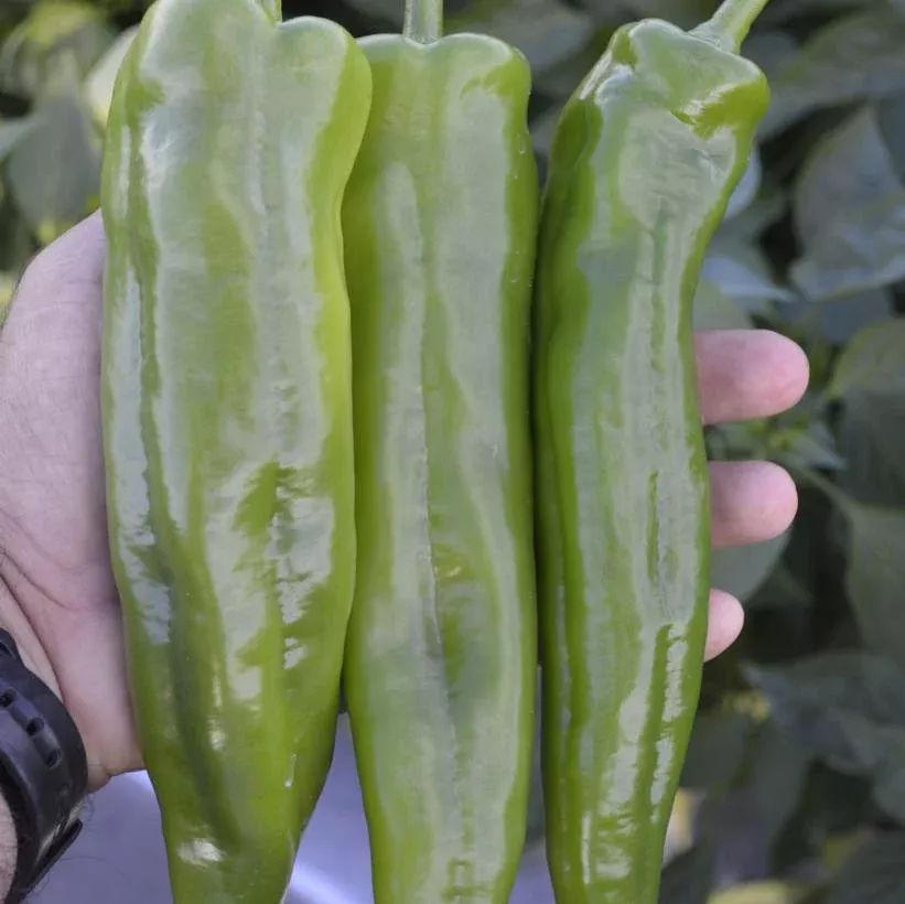 1G PEPPER ANAHEIM 'SPITFIRE' (Hot) Spitfire Anaheim Hot Pepper 1013129 DISSVF