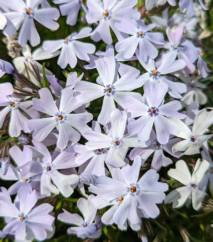 1G Phlox Subulata 'Spring Blue' - (Creeping Phlox) 1010909