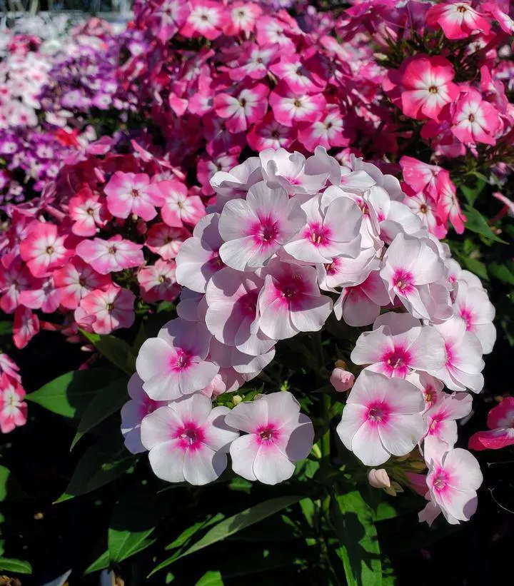 1G Phlox Volcano 'Medley' Medley Garden Phlox 1008283