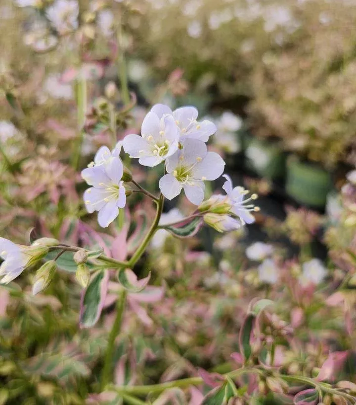 1G Polemonium Reptans 'Stairway to Heaven' - Jacobs Ladder - 1003340