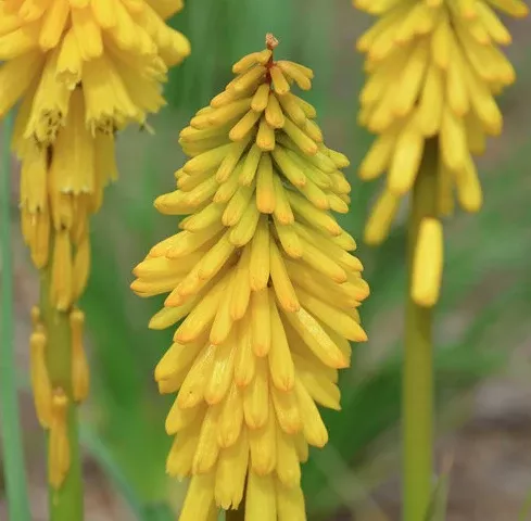 1G PW Kniphofia - Pyromania 'Solar Flare' - Red Hot Poker