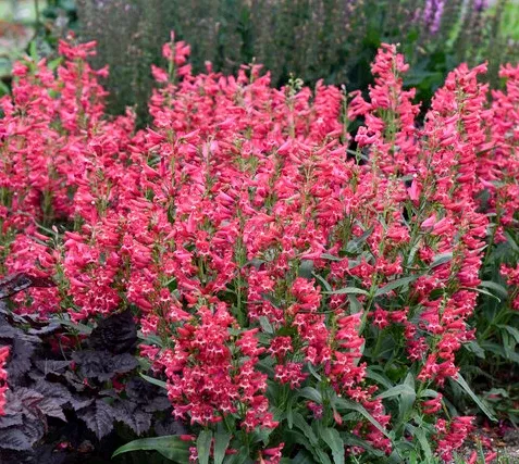 1G PW Penstemon - Bejeweled 'Rose Rhinestones' - Bearded Penstemon