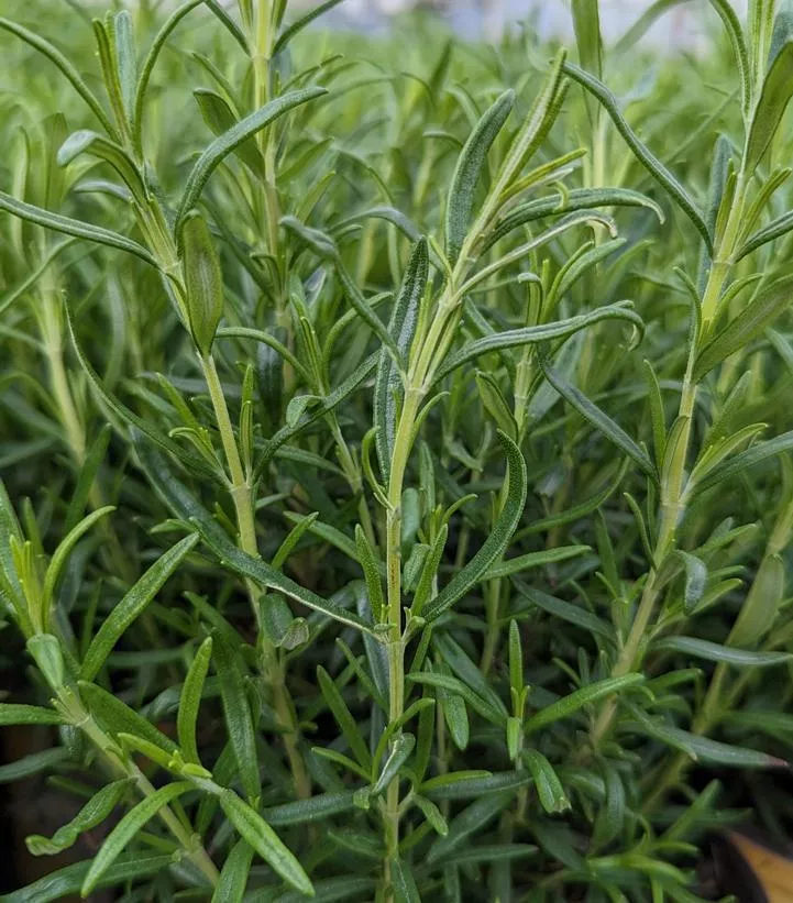 1G ROSMARINUS 'BARBEQUE' Barbeque Rosemary 1003628