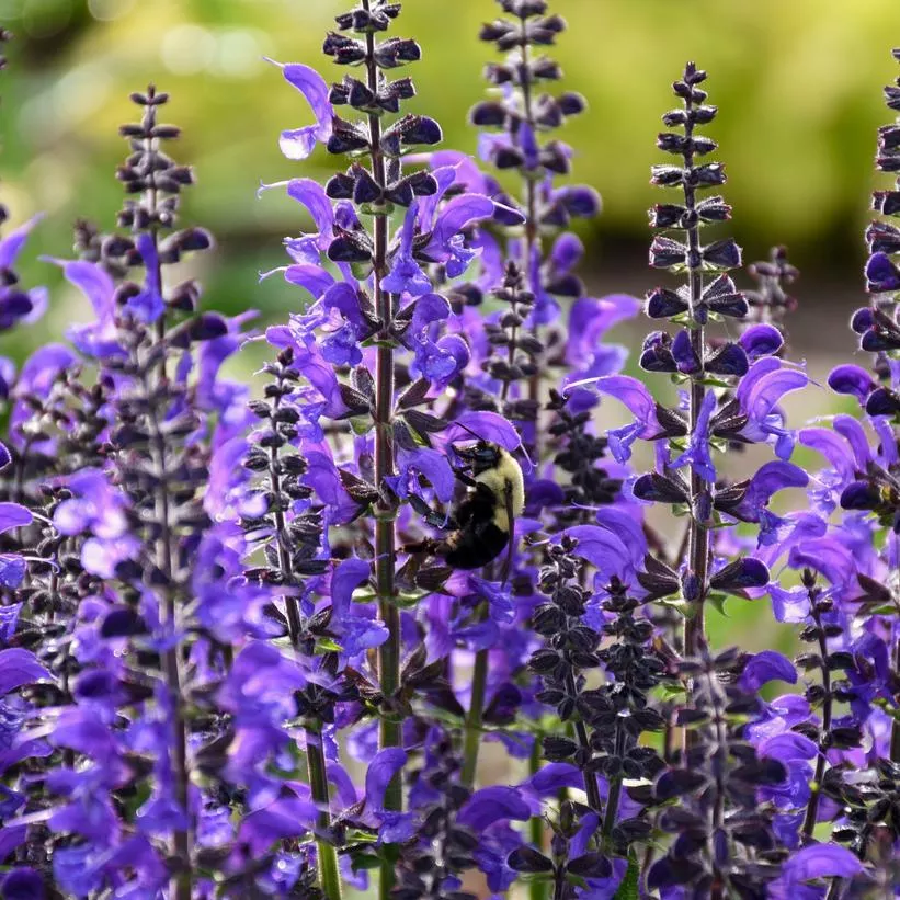 1G Salvia hybrid Color Spires 'Indiglo Girl' Color Spires Indiglo Girl Perennial Salvia: Patent PPAF 1010946