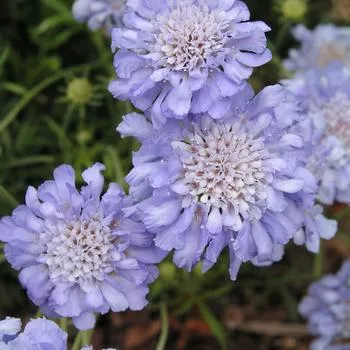 1G Scabiosa caucasica 'Butterfly Blue' Butterfly Blue Pincushion Flower 1000971