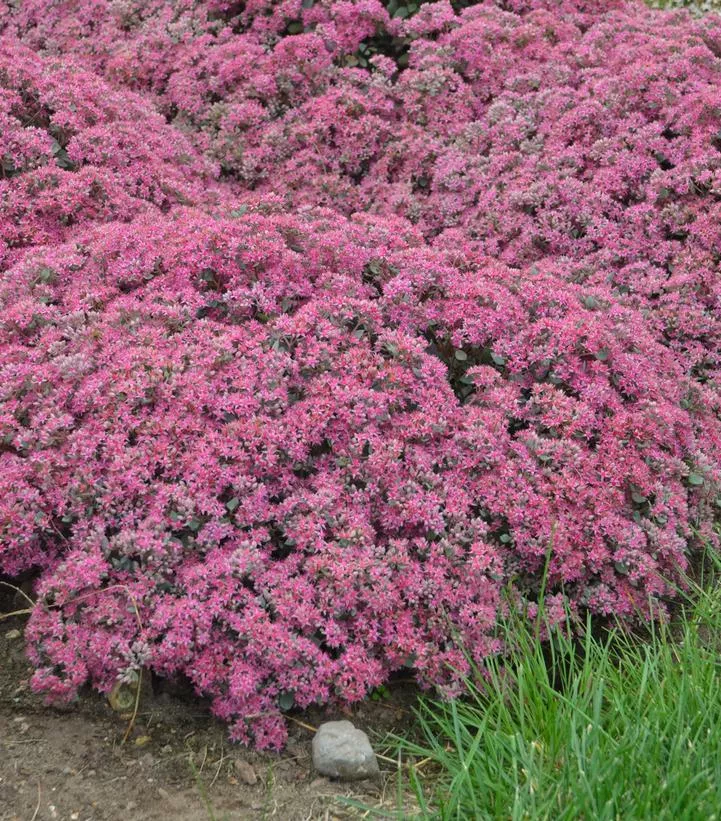 1G Sedum hybrid Rock 'N Grow 'Popstar' Rock 'N Grow Popstar Stonecrop: Patent PPAF 1009799