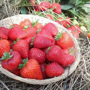 1G Strawberry 'Sweet Kiss' - Everbearing Strawberry - 1008423