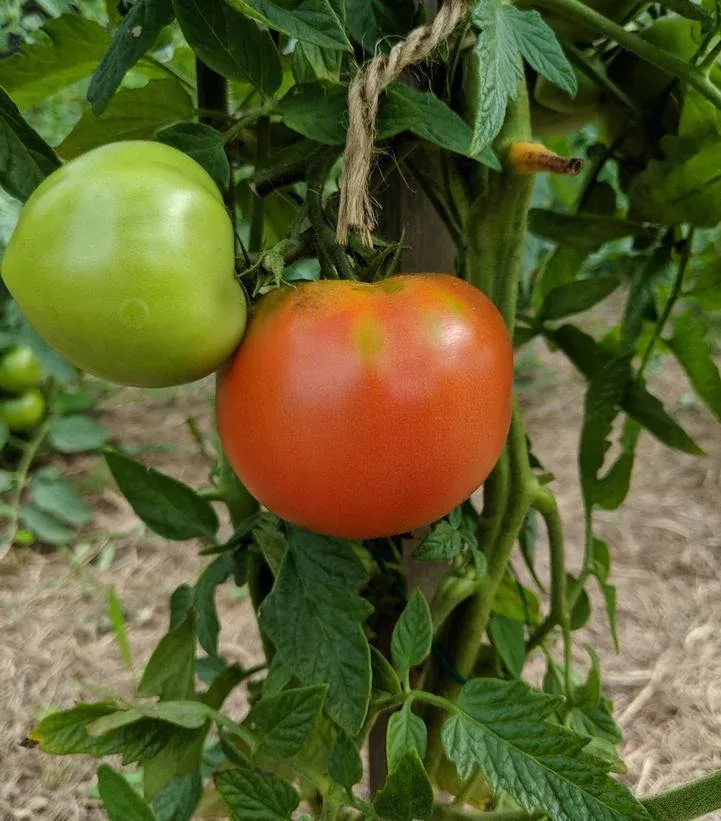 1G Tomato 'Big Beef' - Slicer - 1004990