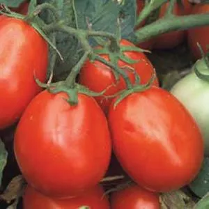 1G TOMATO 'HEALTH KICK' (Salad) Health Kick Tomato 1004998